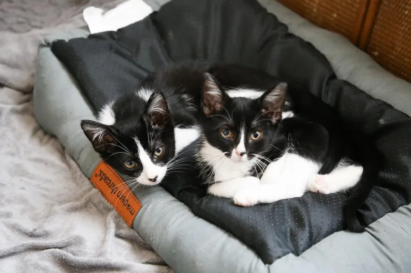 A baby medium-sized female Black & White / Tuxedo Tuxedo cat named Clover for adoption in Fort Worth, TX
