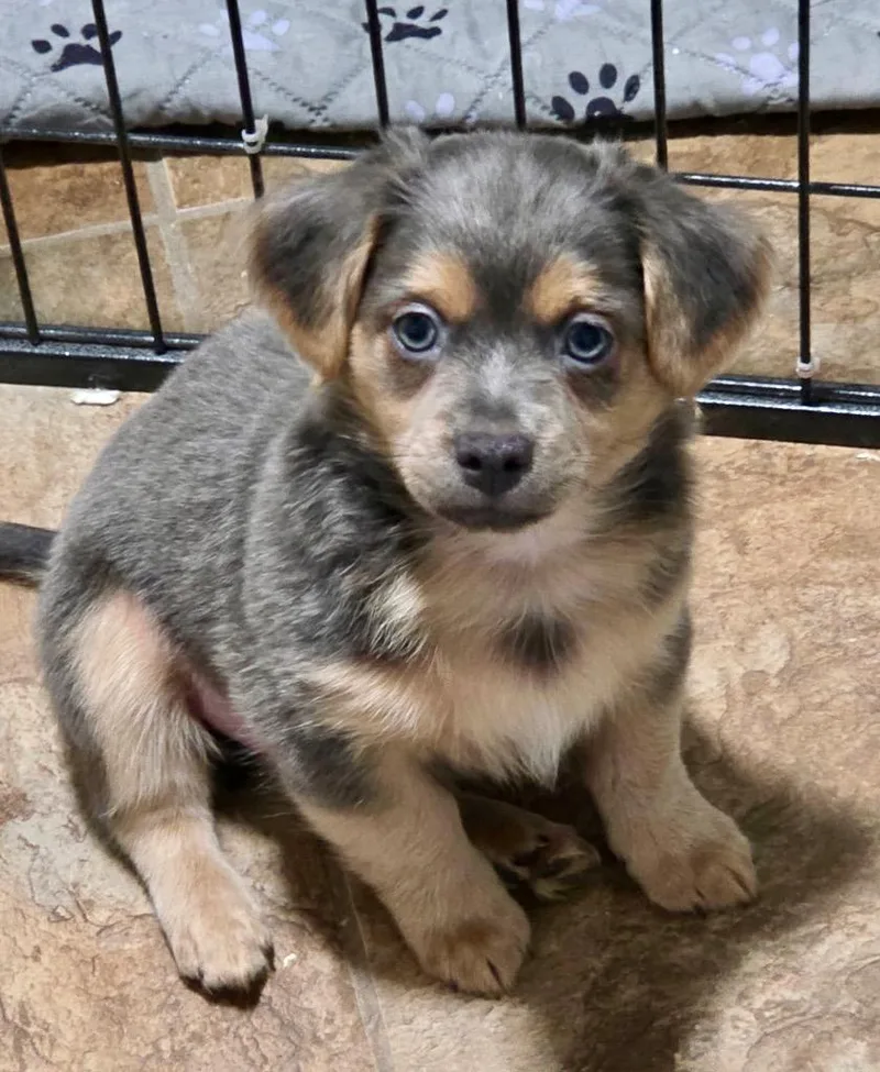 LiloFluffy PomChi Mix Puppy!