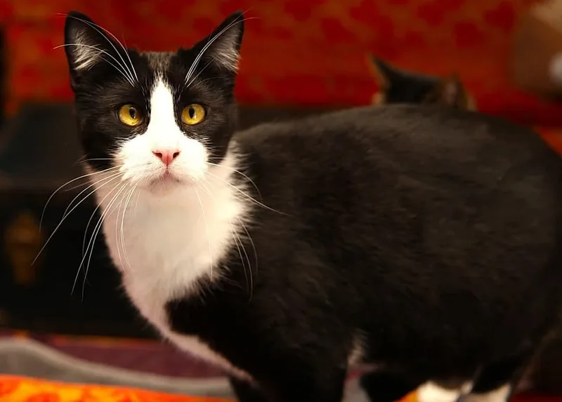 Enzo  Bonded with thumbnail 2