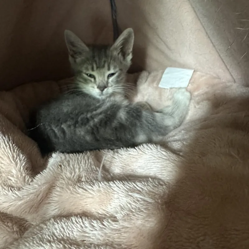 A baby small-sized female Gray / Blue / Silver Domestic Short Hair cat named Kit kat for adoption in Opelika, AL