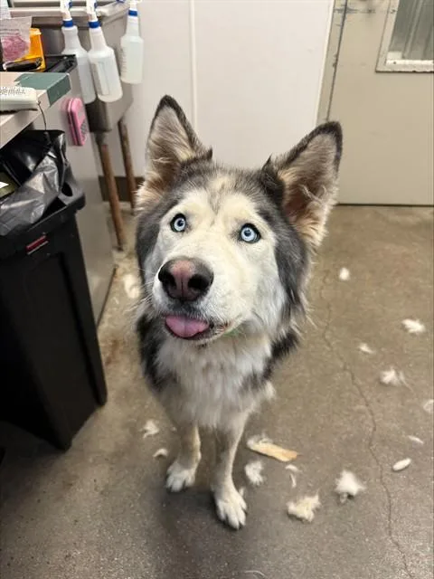 An adult large-sized male Alaskan Malamute dog named Cloud for adoption in Tucson, AZ
