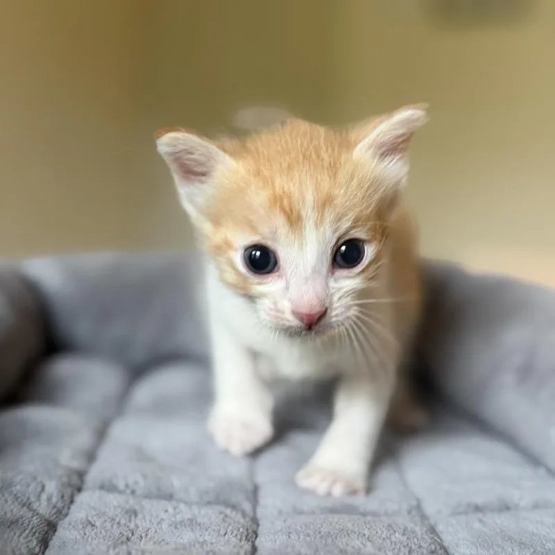 A baby small-sized female White Domestic Short Hair cat named Poppy for adoption in Missouri City, TX