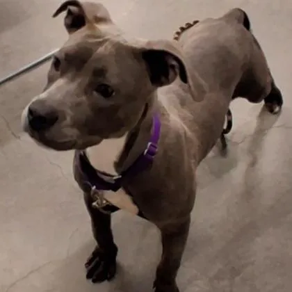 An adult medium-sized female Mixed Breed dog named Nicky for adoption in Voorhees, NJ