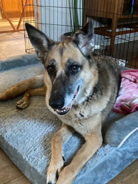 An adult large-sized female German Shepherd Dog dog named Duchess for adoption in Tucson, AZ