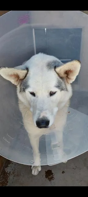 An adult large-sized female Siberian Husky dog named Diamond for adoption in Chula Vista, CA