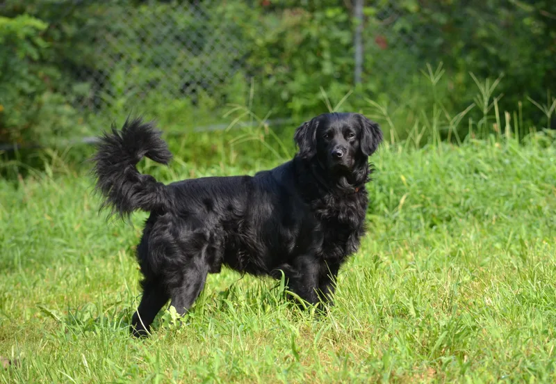 Cooper