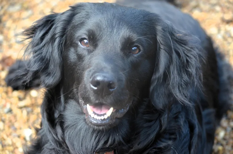 Cooper thumbnail 2