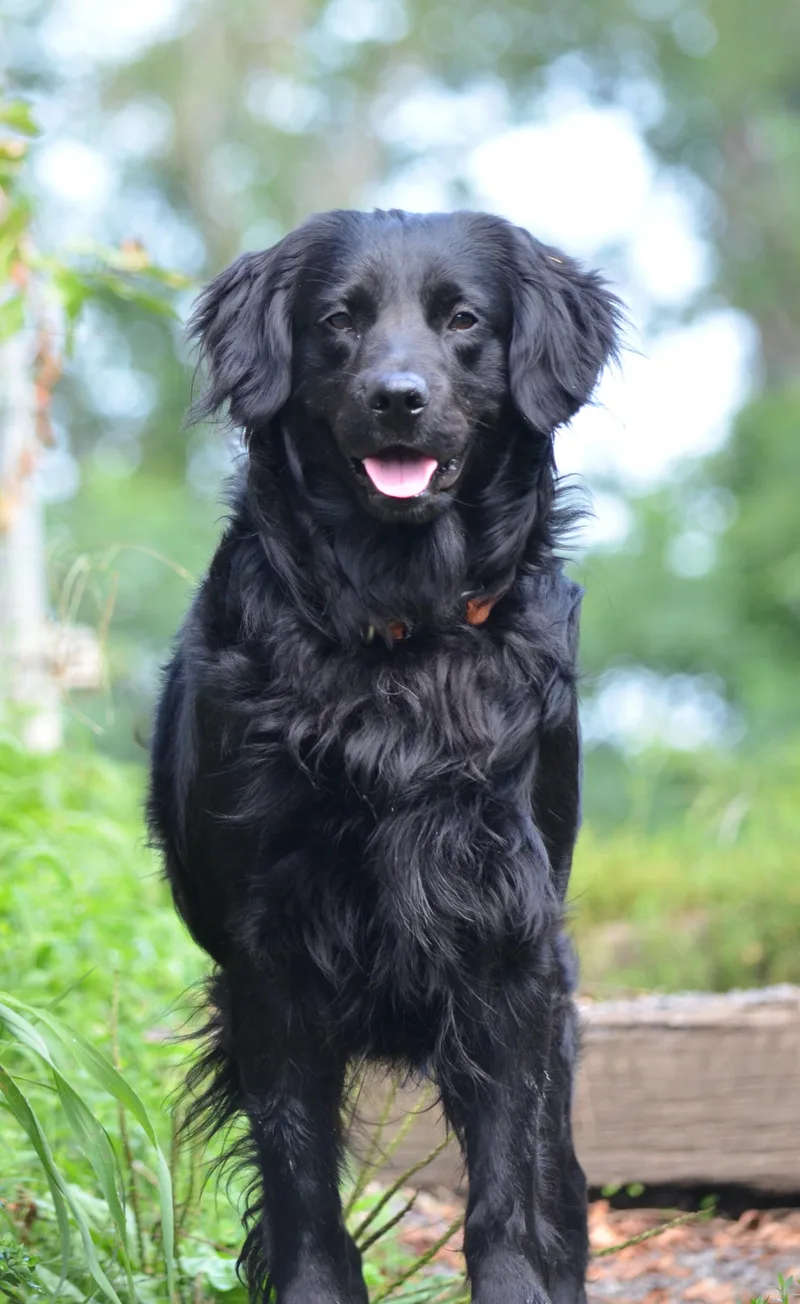 Cooper thumbnail 3