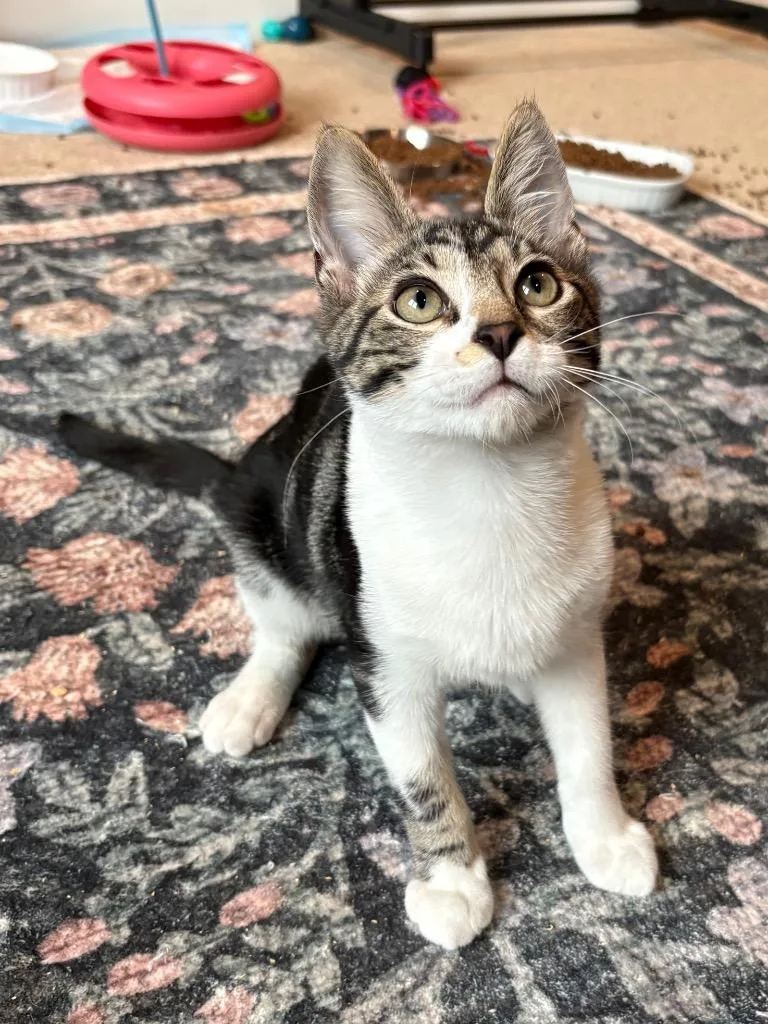 A baby medium-sized male Domestic Short Hair cat named Ohuhu for adoption in Cincinnati, OH