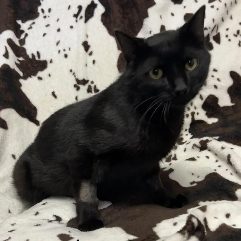 An adult medium-sized male Domestic Short Hair cat named Jaws for adoption in Buffalo, MN