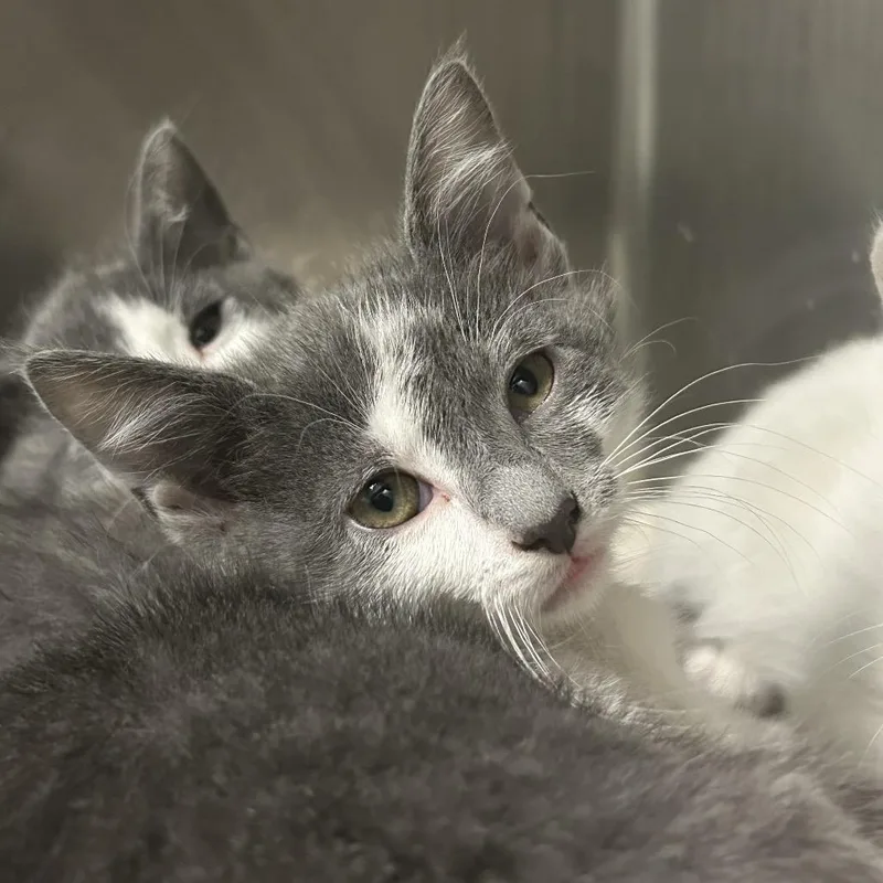 A baby small-sized male White Domestic Short Hair cat named Nick for adoption in Charleston, WV