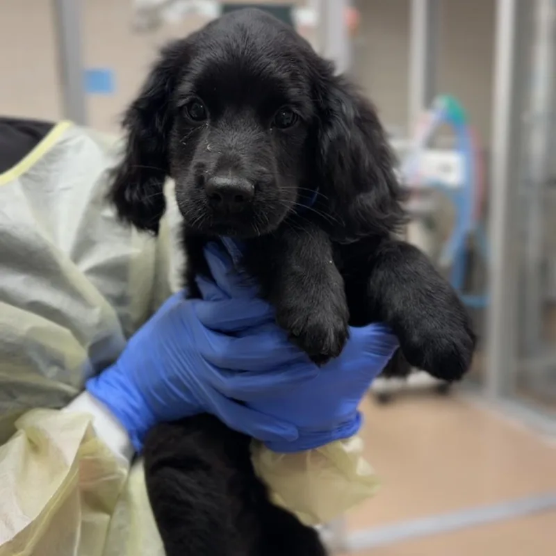 A baby small-sized male Black Cocker Spaniel dog named Yoyo A for adoption in Mission Hills, CA