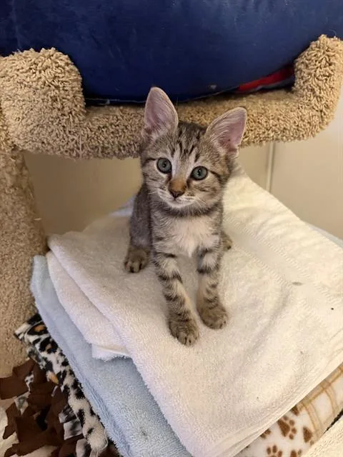 A baby small-sized male Domestic Short Hair cat named Leo for adoption in Tustin, CA
