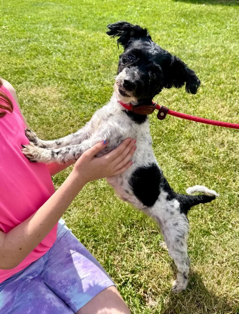 A young small-sized female Shih Tzu dog named Poppy for adoption in Shorewood, IL
