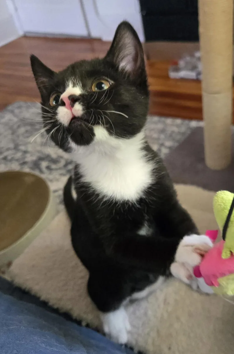 Tootles
