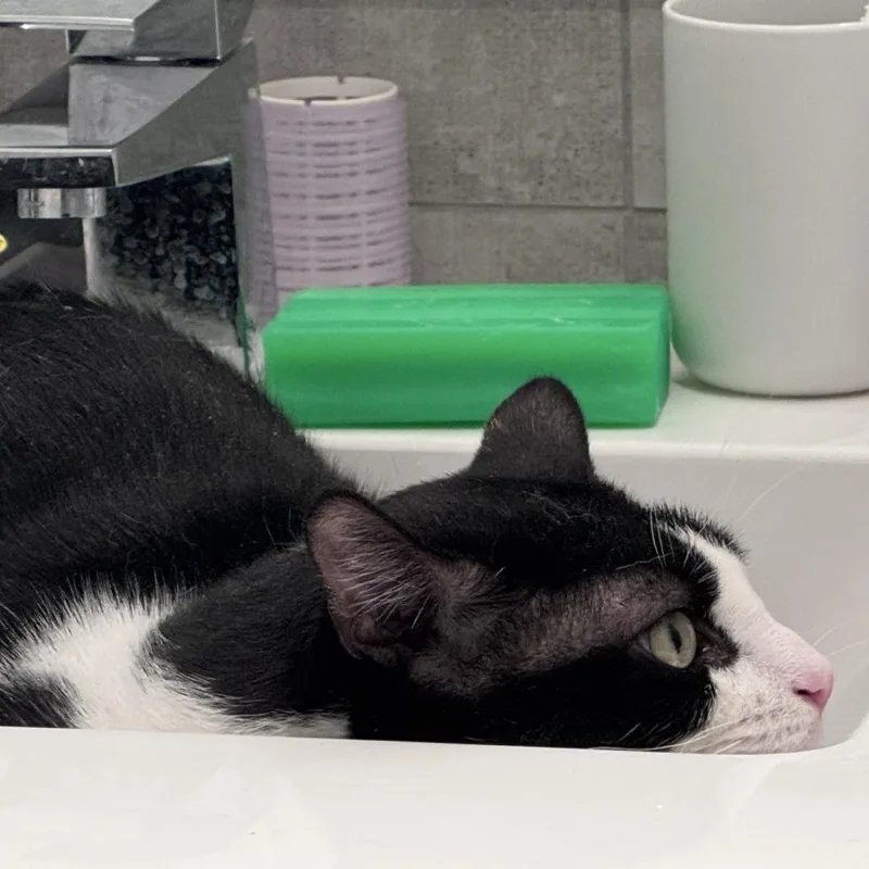 Oscar The Great thumbnail 2