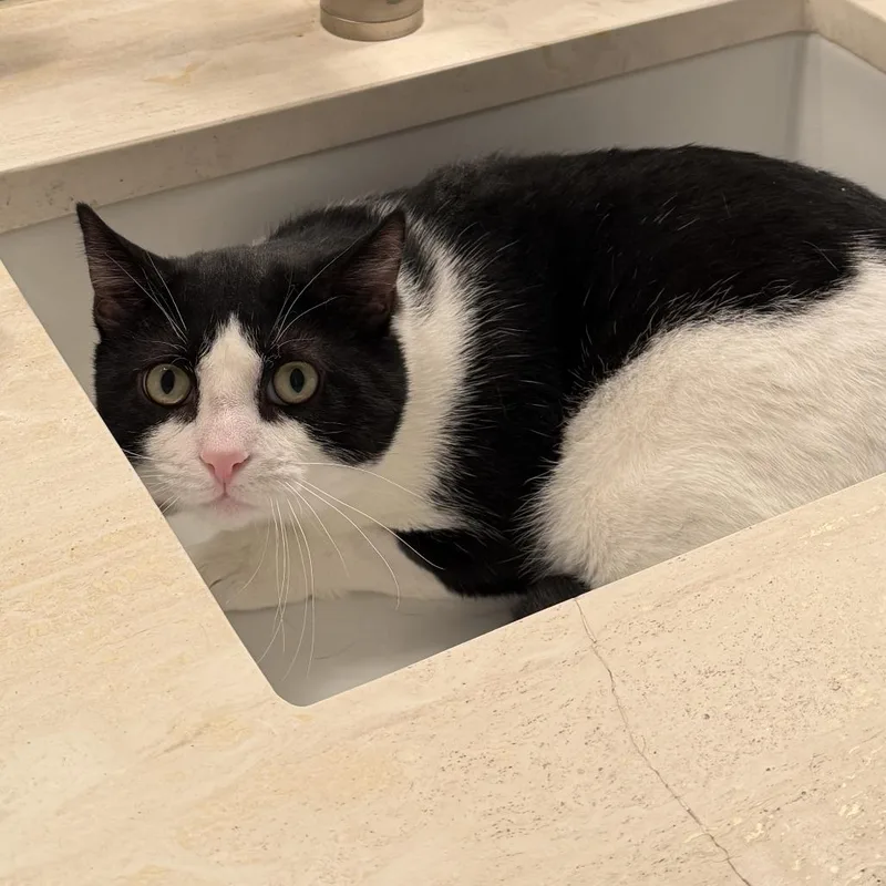 Oscar The Great thumbnail 3