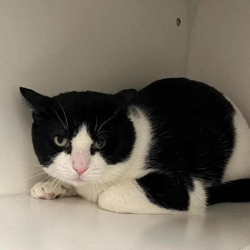 Oscar The Great thumbnail 4