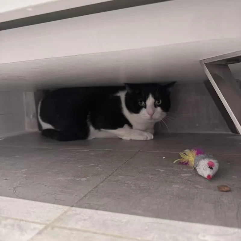 Oscar The Great thumbnail 5