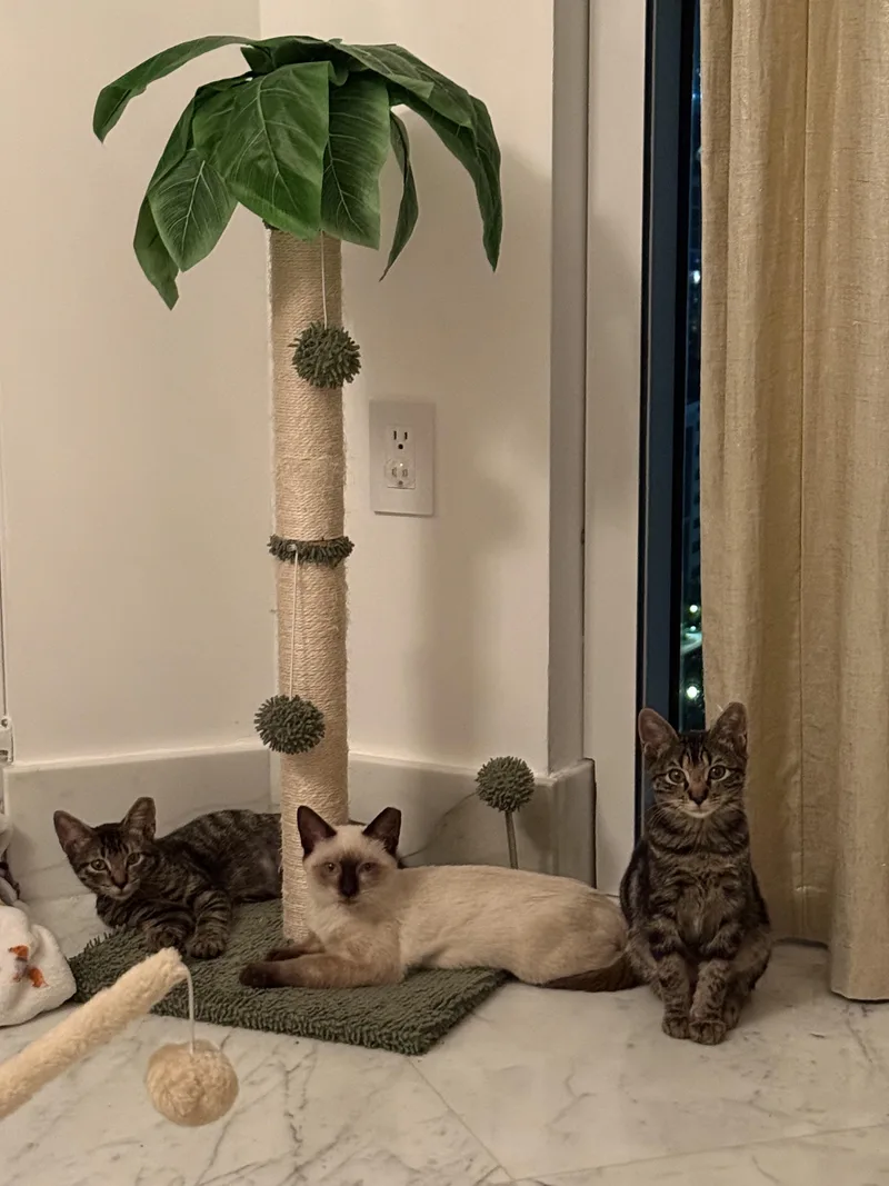 A baby medium-sized male Tabby cat named Chowder & Bisque for adoption in Homestead, FL