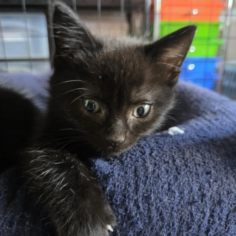 A baby medium-sized female Black & White / Tuxedo Domestic Short Hair cat named Oreo for adoption in Hillsboro, OR