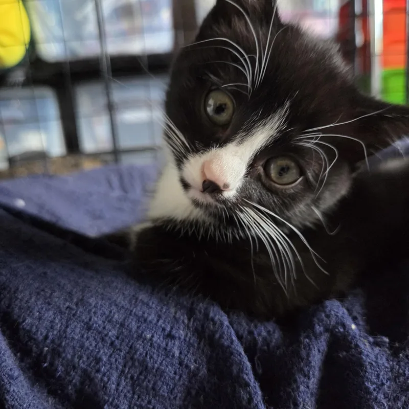 Oreo thumbnail 2