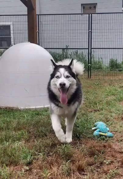 An adult large-sized male Husky dog named Jackson for adoption in Lincoln, RI