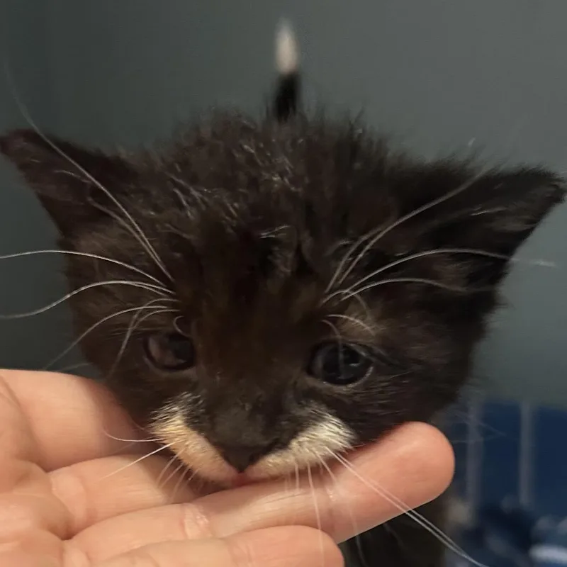 A baby small-sized male Black Domestic Short Hair cat named Po' boy for adoption in Chattanooga, TN