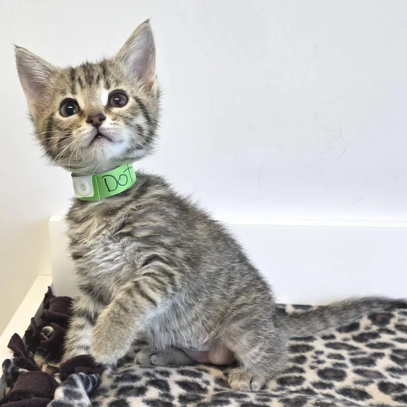 A baby small-sized female Brown / Chocolate Domestic Short Hair cat named Dot for adoption in Fort Wayne, IN