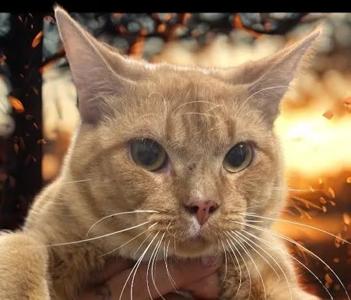 Garfield