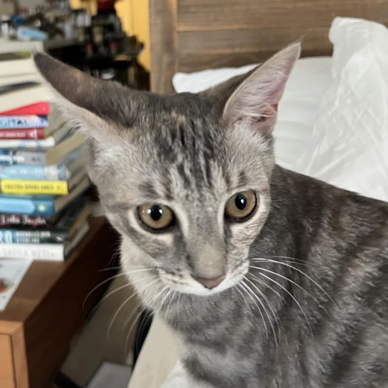 A baby small-sized female Gray / Blue / Silver Domestic Short Hair cat named Sok for adoption in Los Angeles, CA