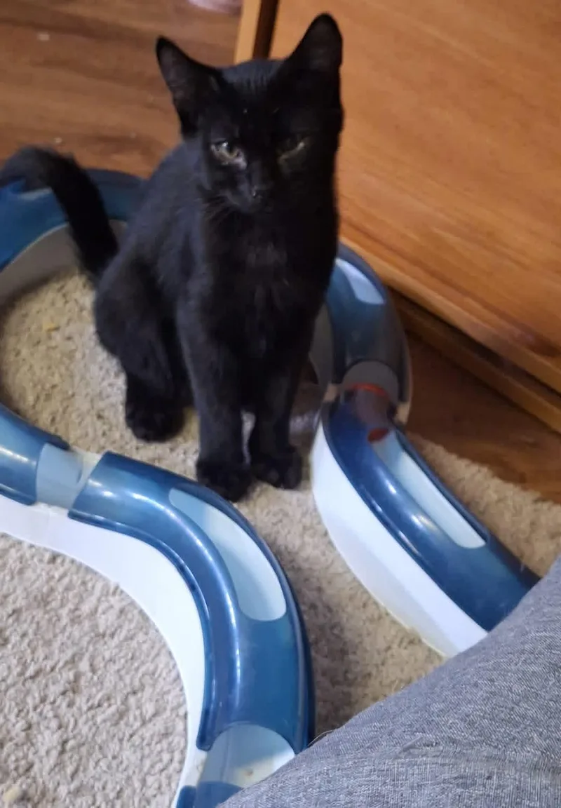 Stowaway thumbnail 2