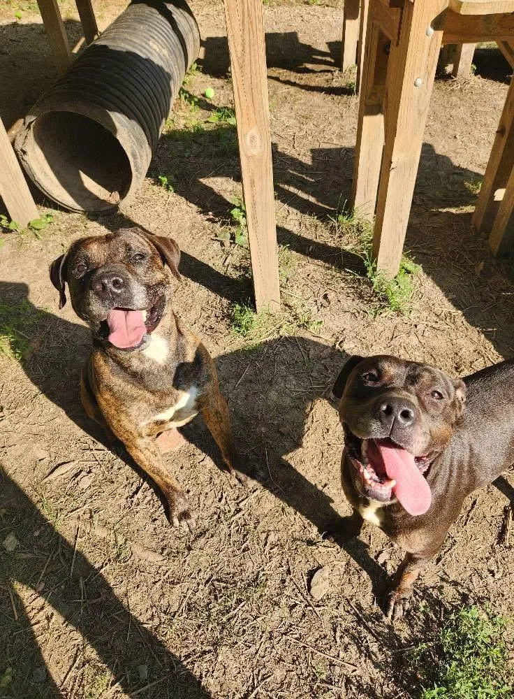 An adult large-sized male Brindle Mastiff dog named Bear for adoption in North Huntingdon, PA