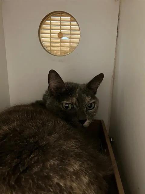 A senior medium-sized female Domestic Short Hair cat named Rogue for adoption in Long Beach, CA