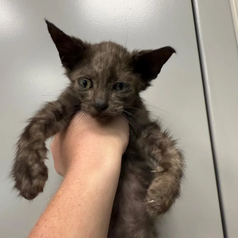 Nugget