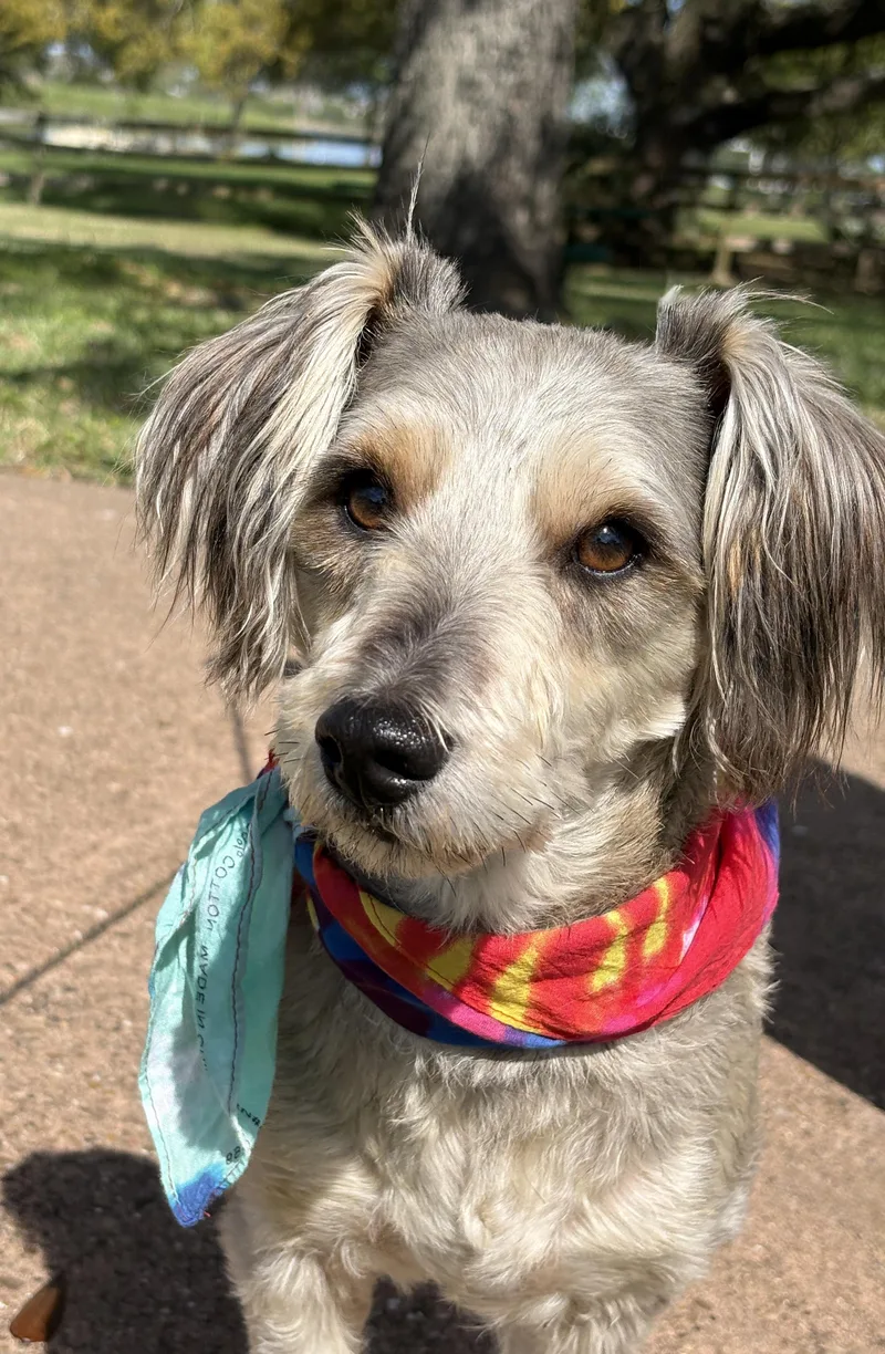 Rufus Precious Pal! thumbnail 3