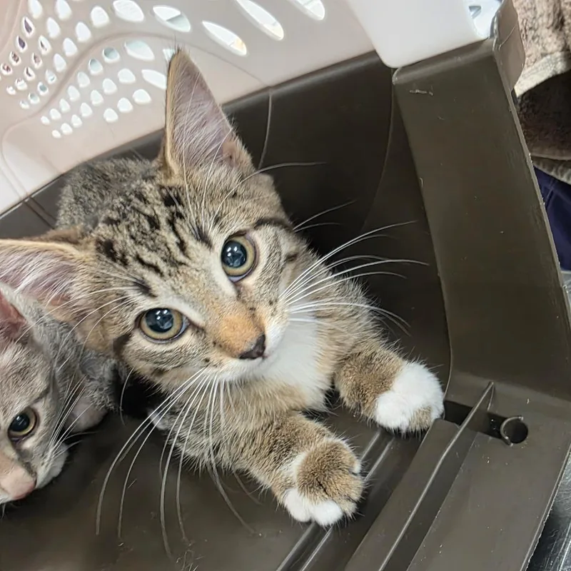 A baby small-sized female Brown / Chocolate Domestic Short Hair cat named Peaches for adoption in Chattanooga, TN