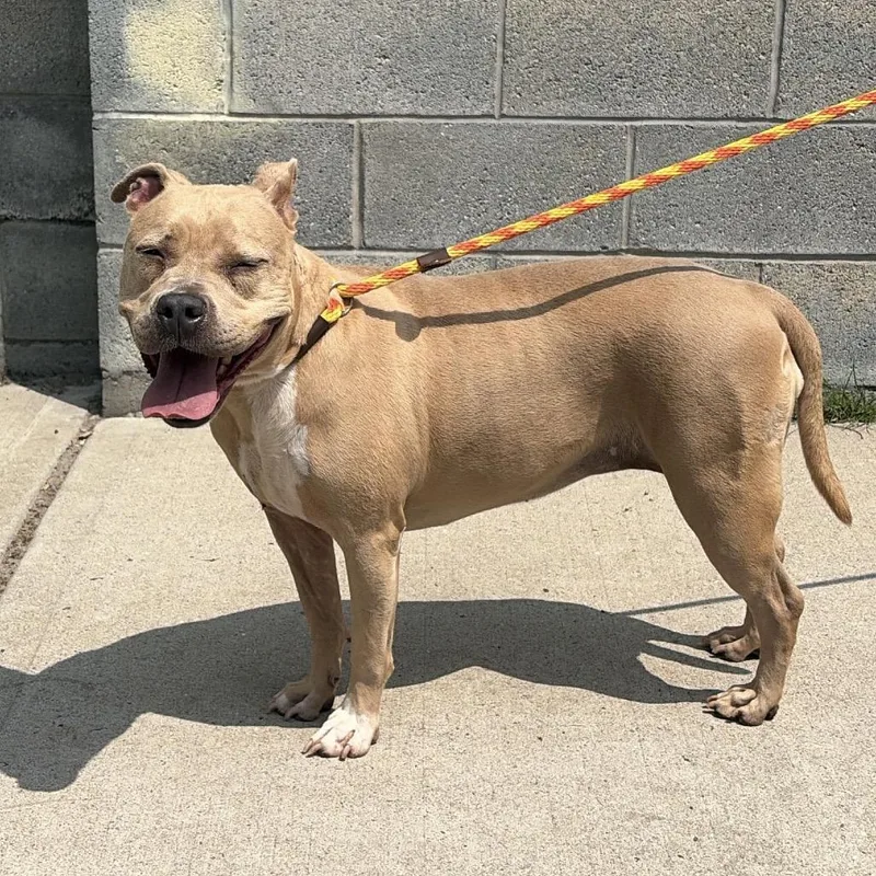 An adult medium-sized female Yellow / Tan / Blond / Fawn Pit Bull Terrier dog named Jewel for adoption in Newark, NJ