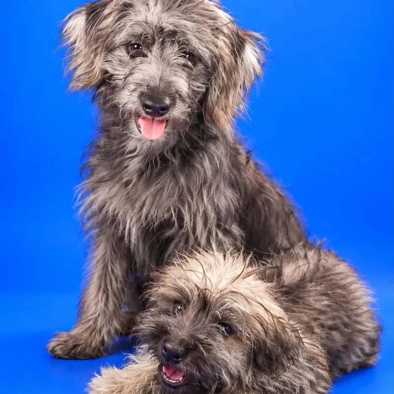 A young small-sized male Yorkshire Terrier dog named Leonel for adoption in San Diego, CA