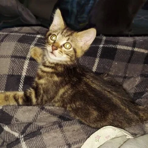 A baby medium-sized male Tabby (Brown / Chocolate) Tabby cat named Teef for adoption in Richmond, VA