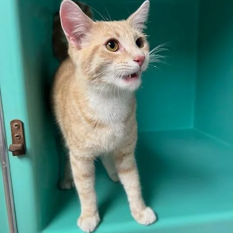 A young large-sized male Cream / Ivory Domestic Short Hair cat named Raffi for adoption in Owosso, MI