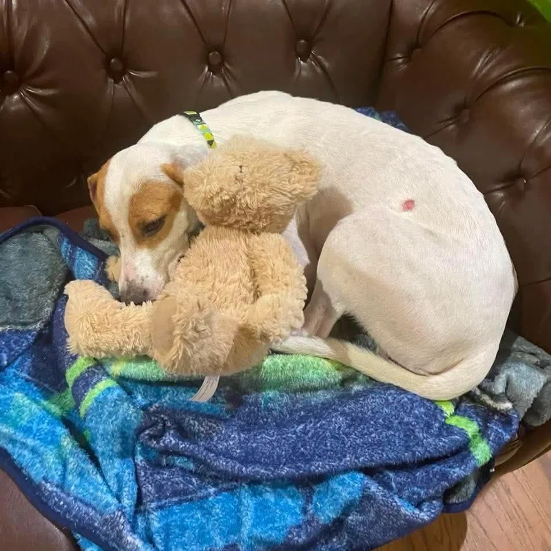 An adult medium-sized male Terrier dog named Bear for adoption in Natchitoches, LA