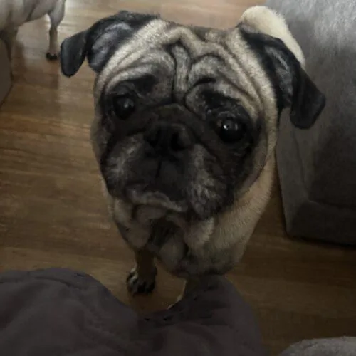 Bernard