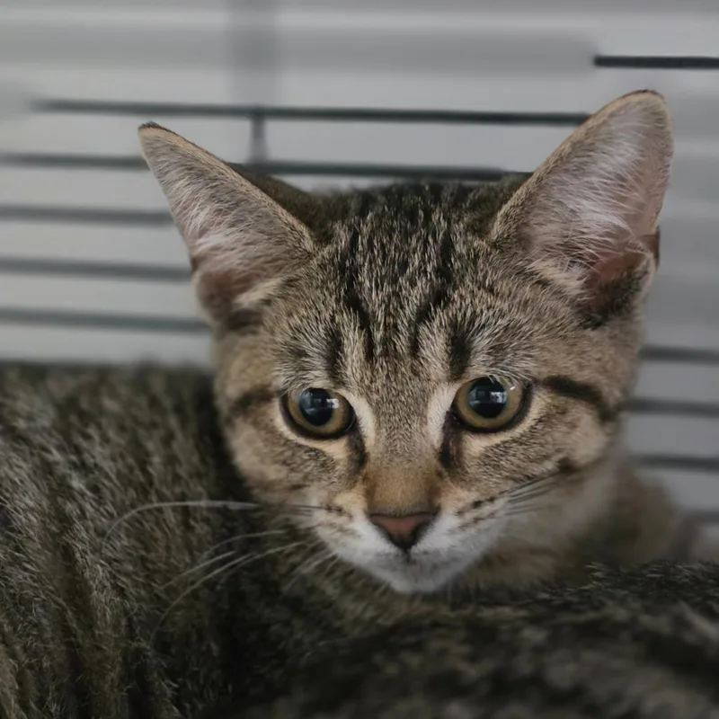 A baby small-sized female Brown / Chocolate Domestic Short Hair cat named Cortez for adoption in Muncie, IN