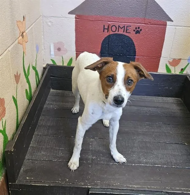 A young medium-sized male Parson Russell Terrier dog named Max for adoption in Castaic, CA