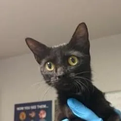 A young medium-sized female Black Domestic Short Hair cat named Brandy for adoption in Bolivar, MO