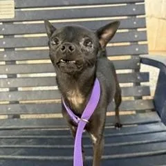 A young small-sized female Chihuahua dog named Tinsley for adoption in Tifton, GA