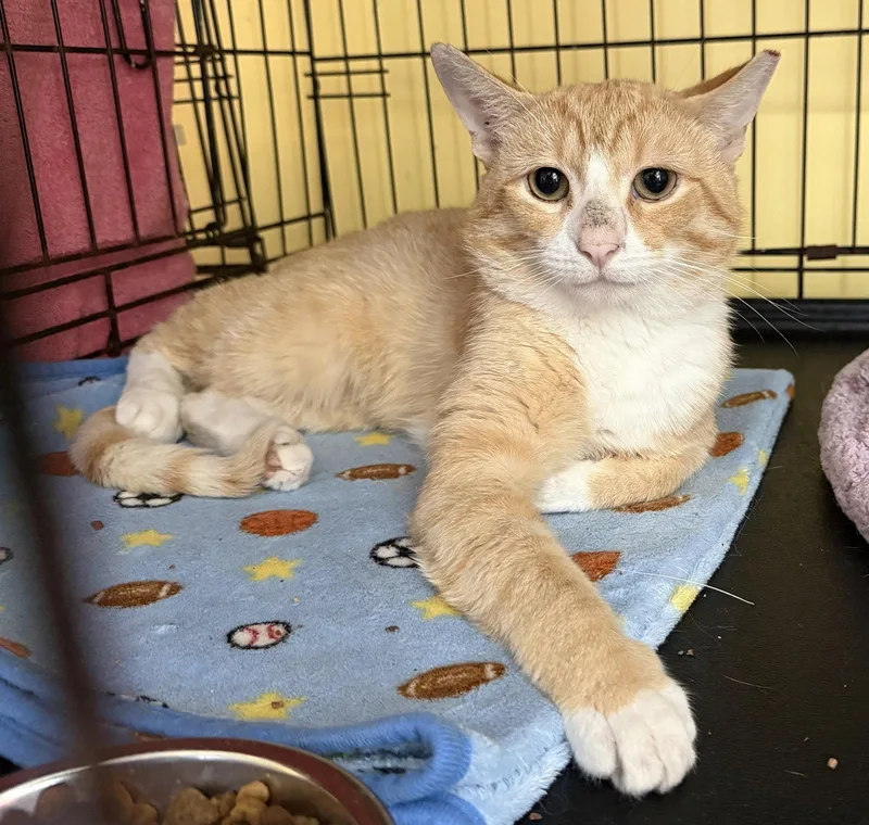 An adult medium-sized male Orange & White Domestic Short Hair cat named Dexter for adoption in Broomall, PA