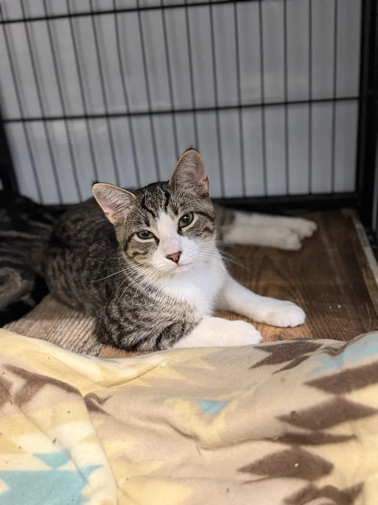 A baby medium-sized male Domestic Short Hair cat named Emerson for adoption in Algona, IA