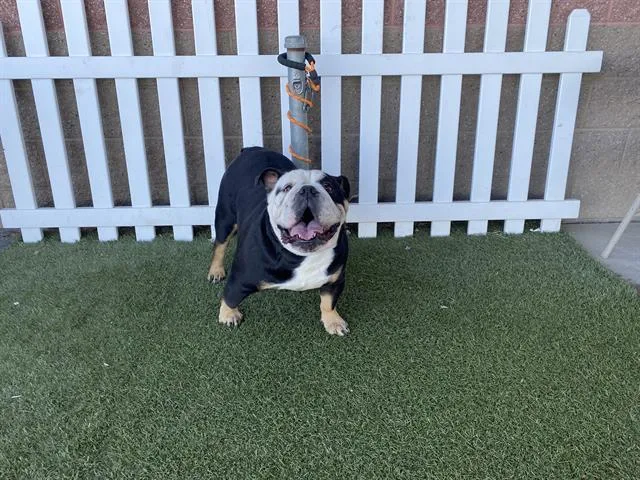 Tito